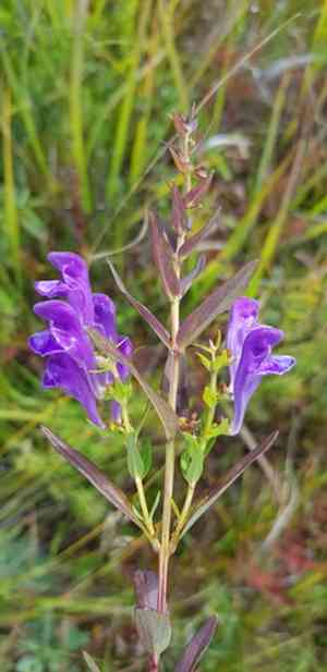 Baikal skullcap(Scutellaria baicalensis)