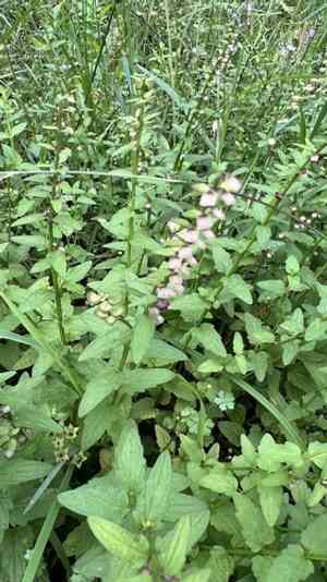 Barbed skullcap(Scutellaria barbata)