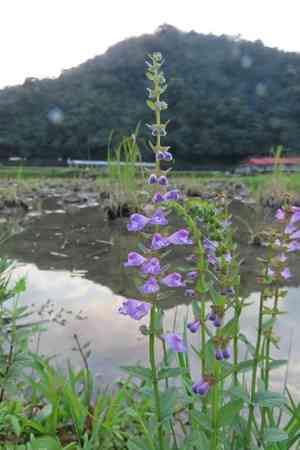 Barbed skullcap(Scutellaria barbata)