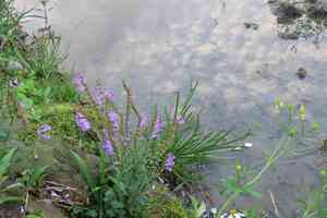 Barbed skullcap(Scutellaria barbata)