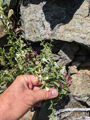 California skullcap(Scutellaria californica)