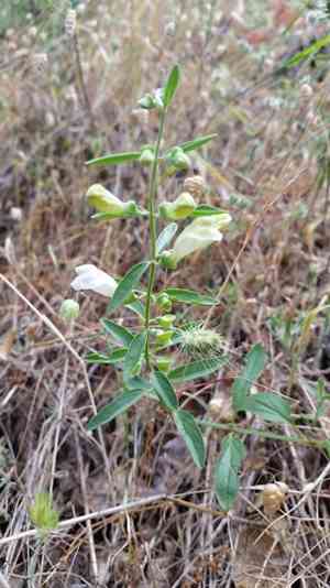 California skullcap(Scutellaria californica)