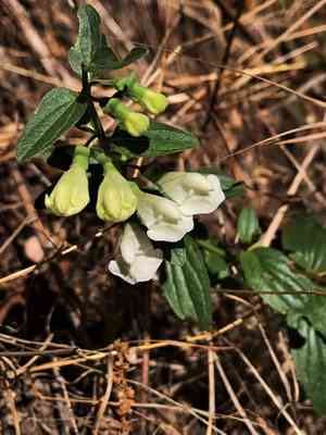 California skullcap(Scutellaria californica)