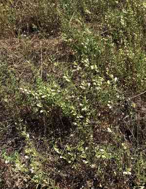 California skullcap(Scutellaria californica)
