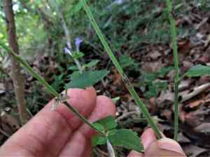 Gulf skullcap(Scutellaria cardiophylla)
