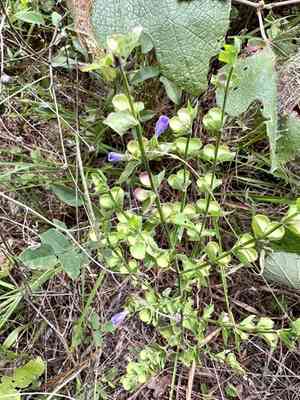 Gulf skullcap(Scutellaria cardiophylla)