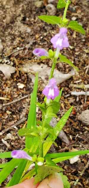 Gulf skullcap(Scutellaria cardiophylla)