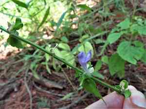 Gulf skullcap(Scutellaria cardiophylla)