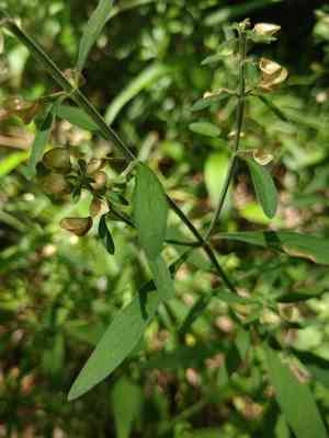 Helmet flower(Scutellaria integrifolia)