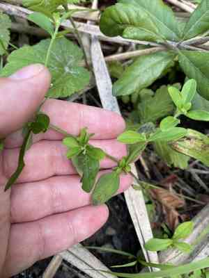 Helmet flower(Scutellaria integrifolia)