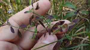 Helmet flower(Scutellaria integrifolia)