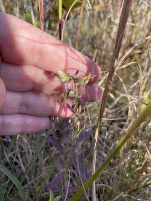 Helmet flower(Scutellaria integrifolia)