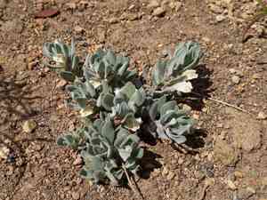 Dwarf skullcap(Scutellaria nana)