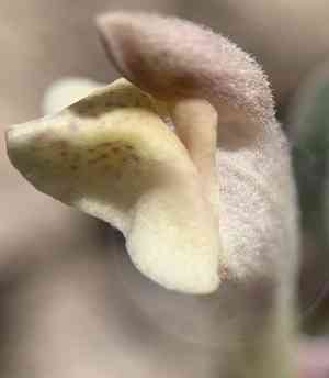 Dwarf skullcap(Scutellaria nana)