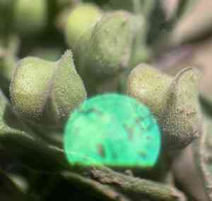 Dwarf skullcap(Scutellaria nana)