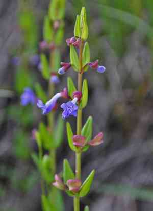 Small skullcap(Scutellaria parvula)