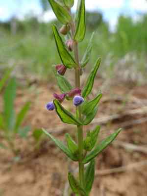 Small skullcap(Scutellaria parvula)