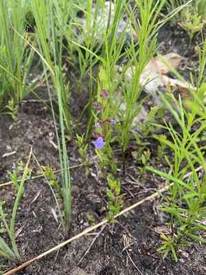Small skullcap(Scutellaria parvula)