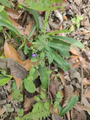 Mexican skullcap(Scutellaria potosina)