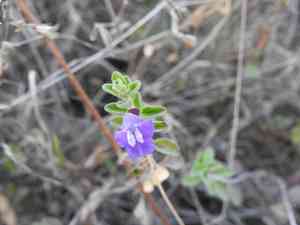 Mexican skullcap(Scutellaria potosina)