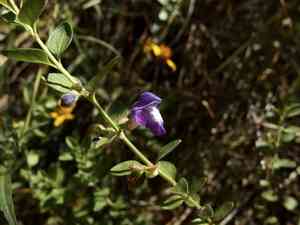 Mexican skullcap(Scutellaria potosina)