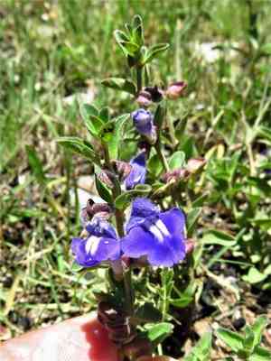 Mexican skullcap(Scutellaria potosina)
