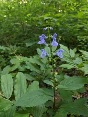 Showy skullcap(Scutellaria serrata)