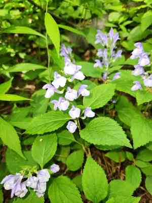 Showy skullcap(Scutellaria serrata)