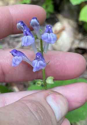 Showy skullcap(Scutellaria serrata)