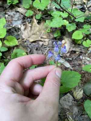 Showy skullcap(Scutellaria serrata)