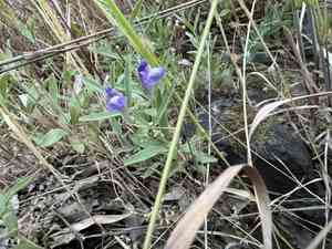 Grayleaf skullcap(Scutellaria siphocampyloides)