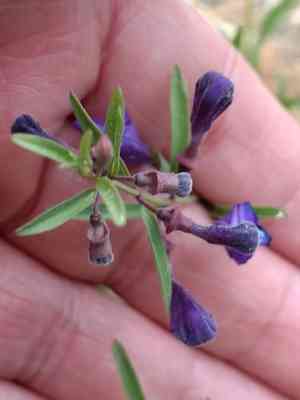 Grayleaf skullcap(Scutellaria siphocampyloides)