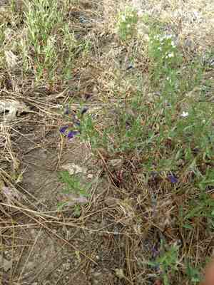 Grayleaf skullcap(Scutellaria siphocampyloides)