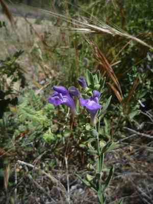 Grayleaf skullcap(Scutellaria siphocampyloides)
