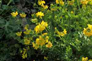 Securigera orientalis(Securigera orientalis)