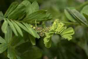 Goat pea(Securigera securidaca)