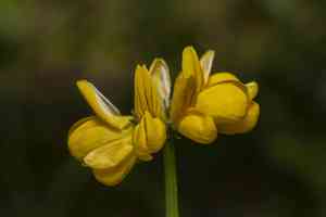 Goat pea(Securigera securidaca)
