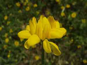 Goat pea(Securigera securidaca)