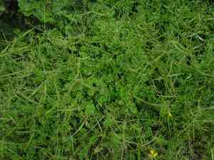 Goat pea(Securigera securidaca)