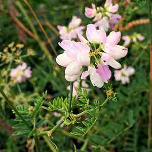 Common crownvetch(Securigera varia)