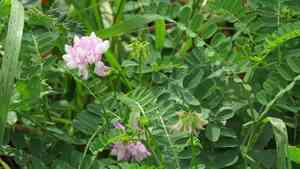 Common crownvetch(Securigera varia)