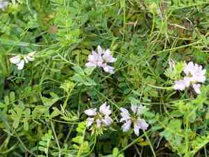 Common crownvetch(Securigera varia)