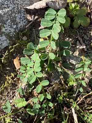 Common crownvetch(Securigera varia)