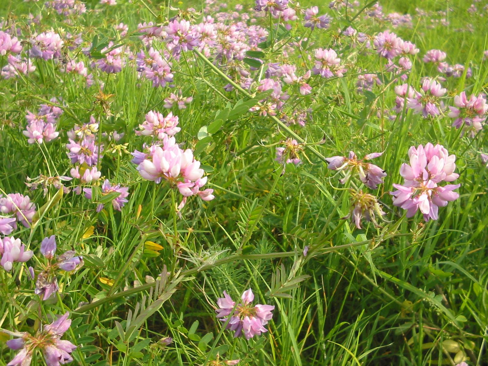 Common crownvetch