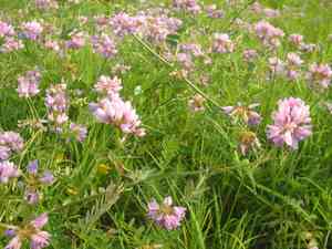 Common crownvetch(Securigera varia)
