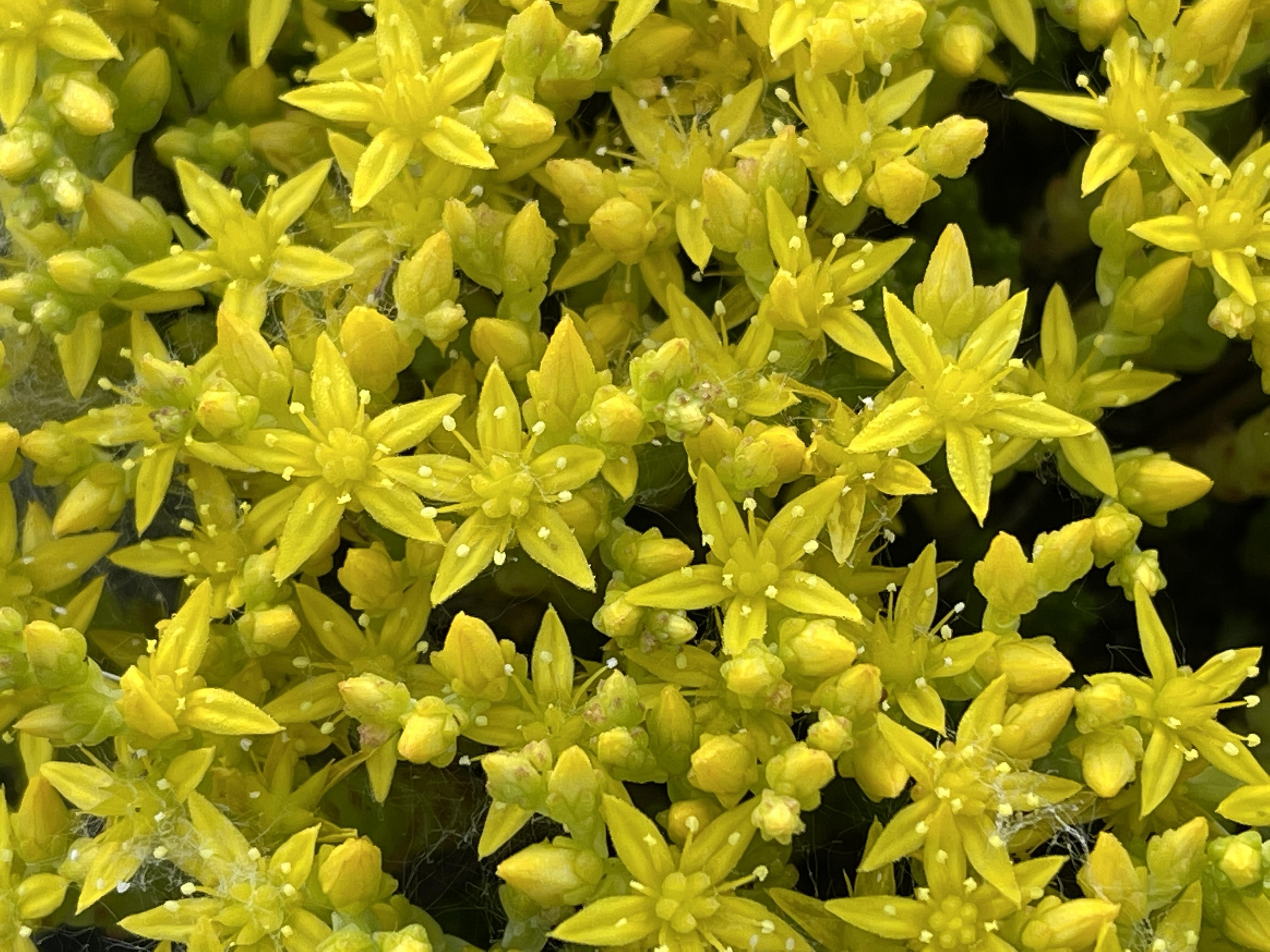 Goldmoss stonecrop