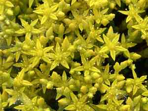 Goldmoss stonecrop(Sedum acre)