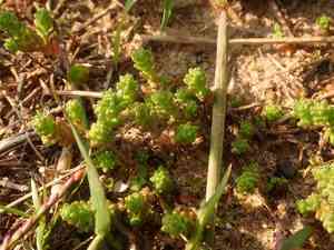 Goldmoss stonecrop(Sedum acre)