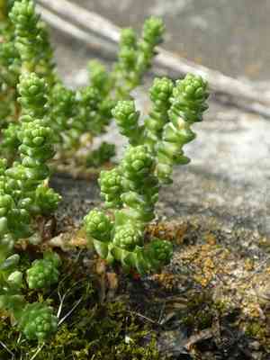 Goldmoss stonecrop(Sedum acre)