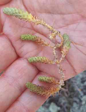 Goldmoss stonecrop(Sedum acre)